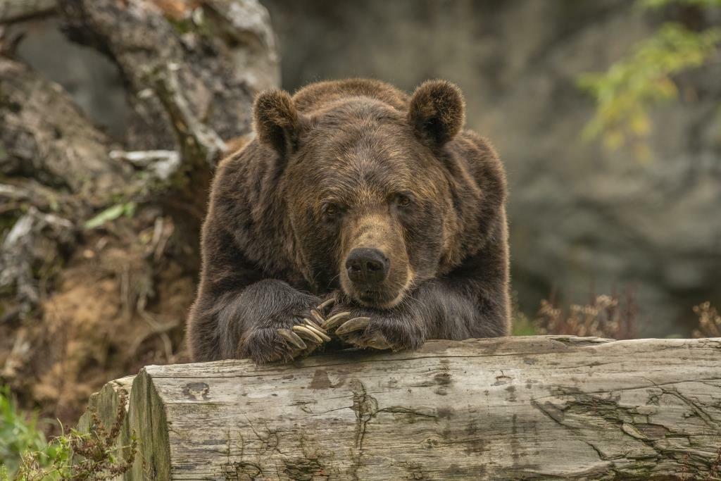 Когда медведи впадают в спячку