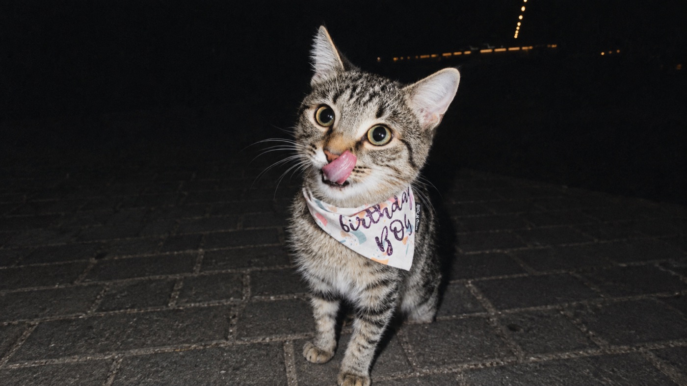 Кот в бандане «Birthday Boy» wag'n'tails