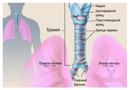 Дыхательная система человека — Википедия