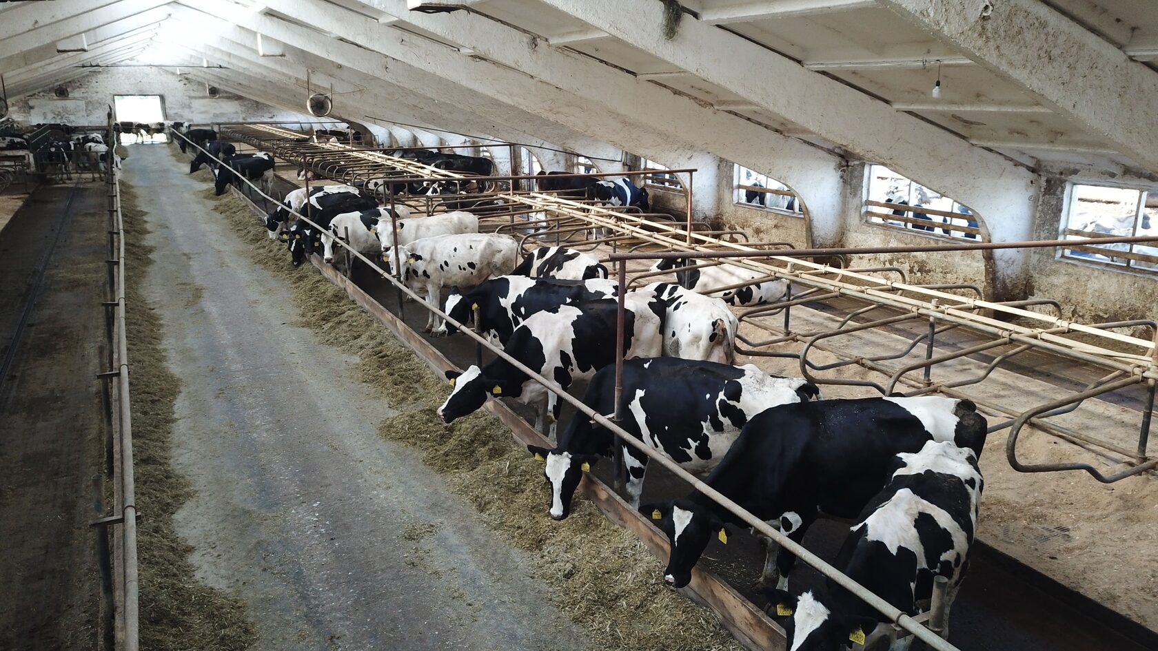 ао нива коровник. растениеводство в самарской области. упнп сургутнефтегаз. крс самара. сельское хозяйство самарской области.