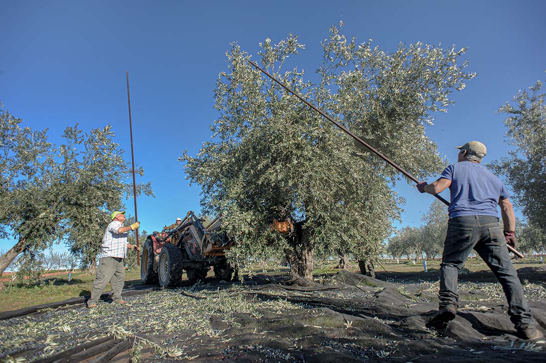 заробітки в португальському селі