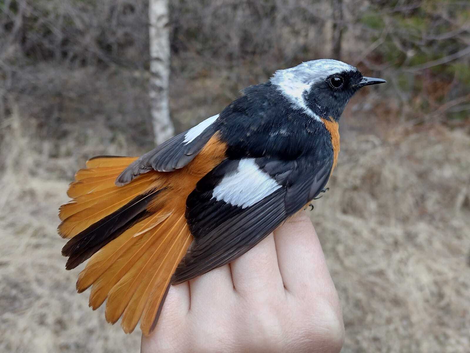 Станция кольцевания 