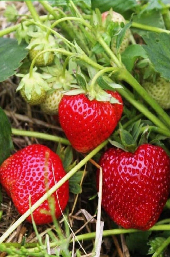 клубника мальга