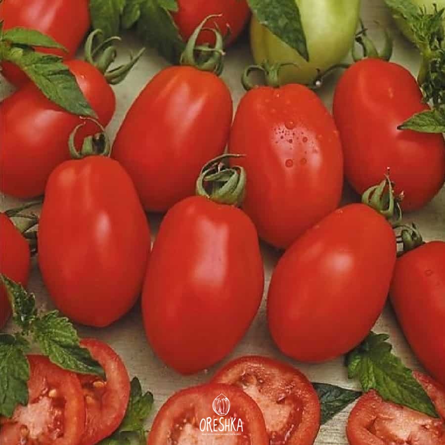Rio Grande tomato — 10 seeds