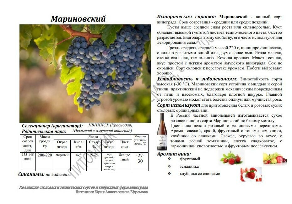 Технический виноград что это значит. Размер технических сортов винограда. Размер технических сортов винограда. Схема посадки технических сортов винограда. Технические сорта винограда.