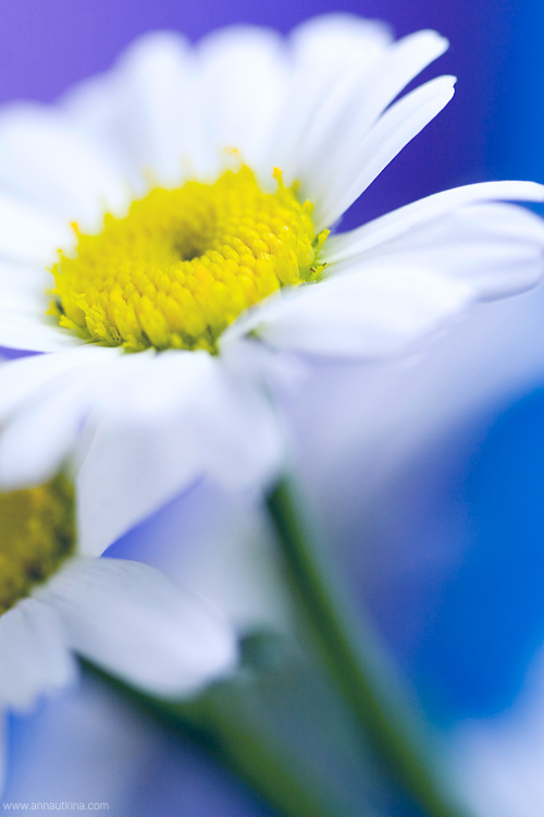 macro, macro flower, macro art, anna utkina, photography, macrophotograpy, floral art, макро, макрофотография, анна уткина