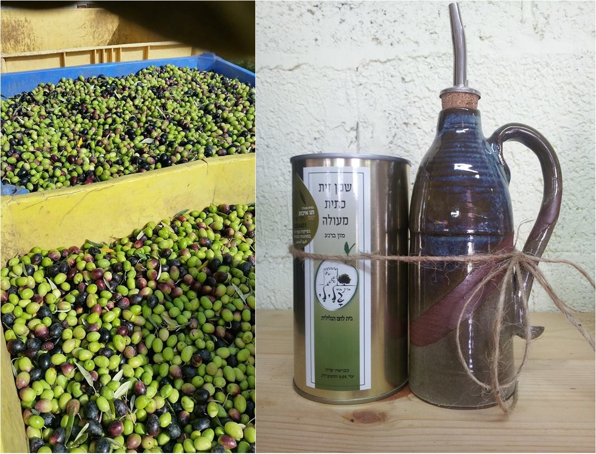 Хорошая кислотность оливкового масла. Прибор для разделения оливкового масла и воды. Условия производства оливок. Как делают оливковое масло.
