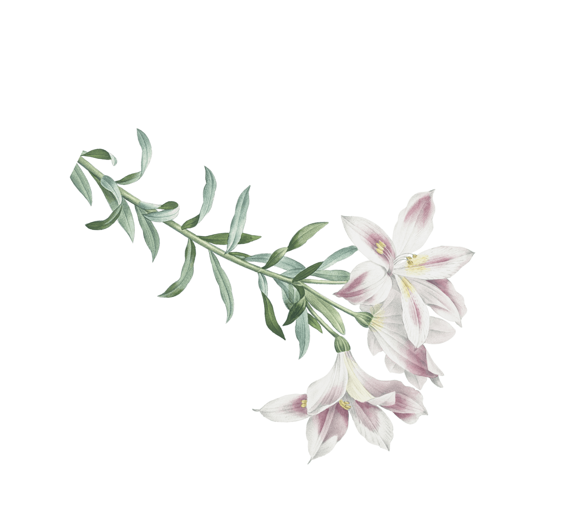 натуральная косметика, магазин профессиональной косметики, крем для ног, крем для ног с мочевиной, крем для ног купить, масло для ногтей, масло монарды для ногтей, масло для ногтей купить, косметика для ногтей, дезодорант для ног