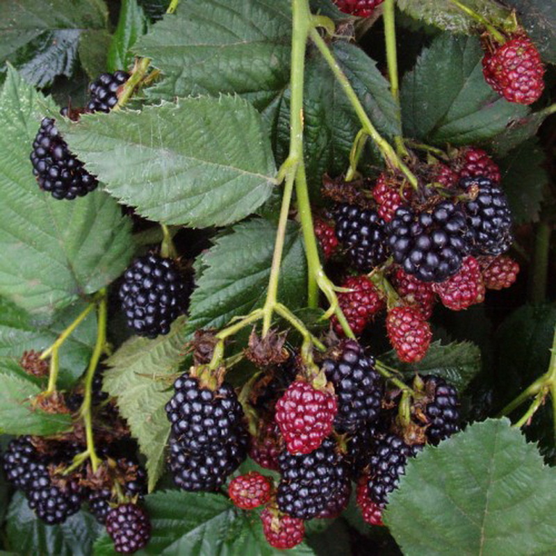 Сорт ежевики небеса подождут. Характеристика сорта ежевики небеса могут подождать. Ежевика бесшипная саженцы. Ежевика хевен кэн вэйт (небеса могут подождать). Ежевика хэвен кэн вэйт.