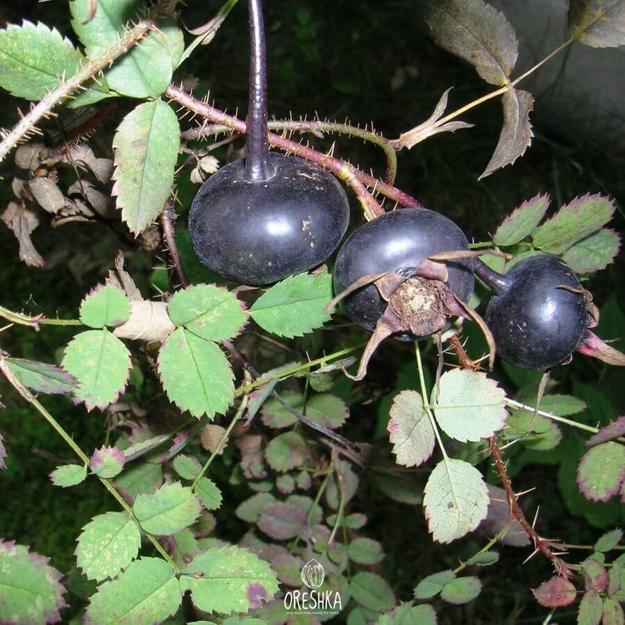 Rosehip black large. Oreshka. Rare seeds from around the world.