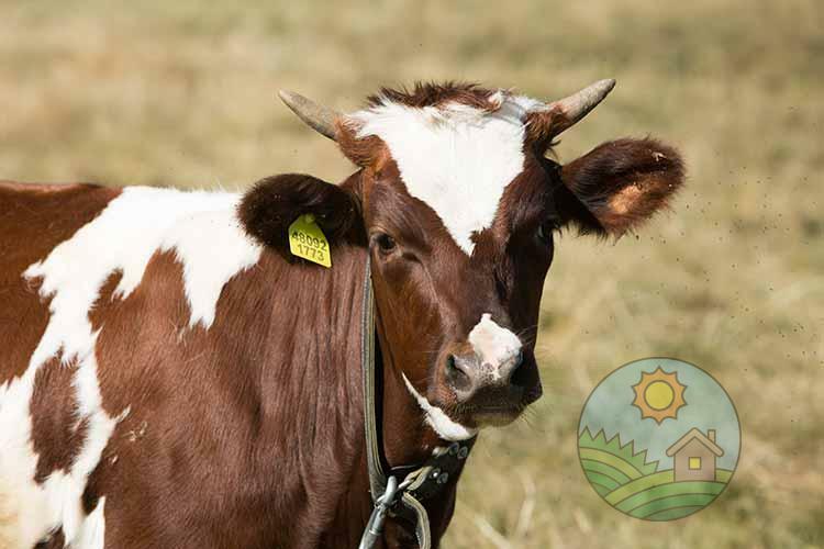 Айширская порода коров. 