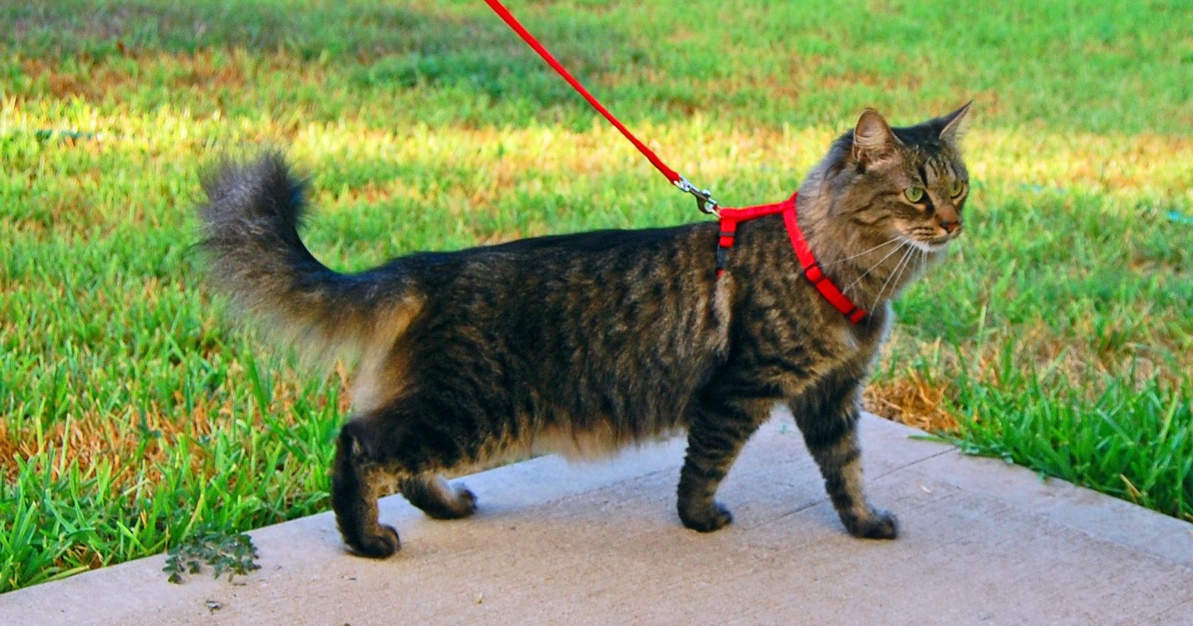 Почему кот перестал ходить в лоток - кошка перестала ходить в лоток: что делать | Royal Canin