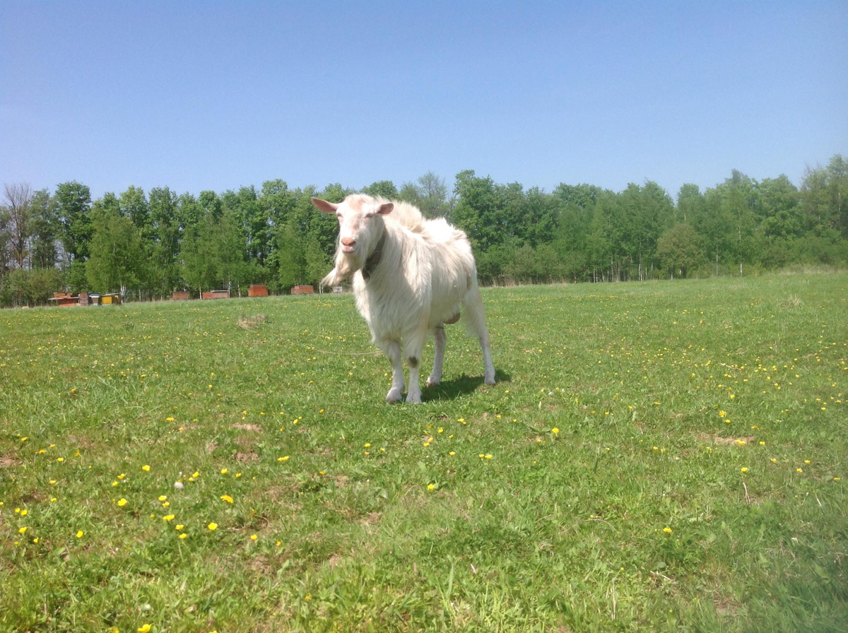 Hopes farm. ЛПХ Паниных.