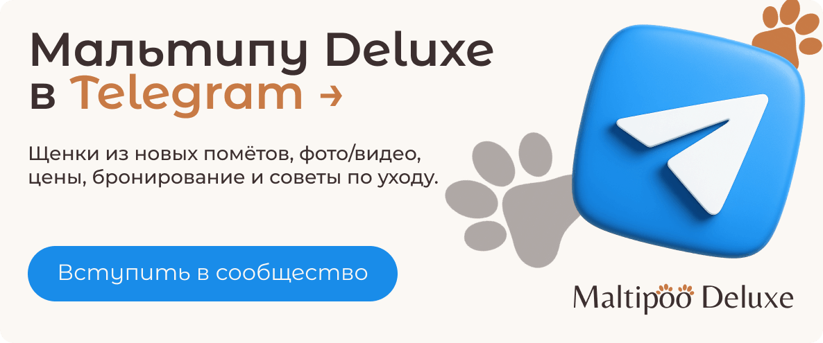 Баннер Телеграм питомника мальтипу