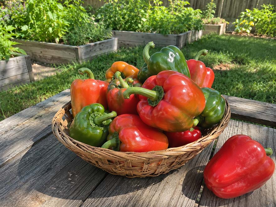 Basket of harvested sweet peppers from a backyard garden after a calmer, well-watered stretch