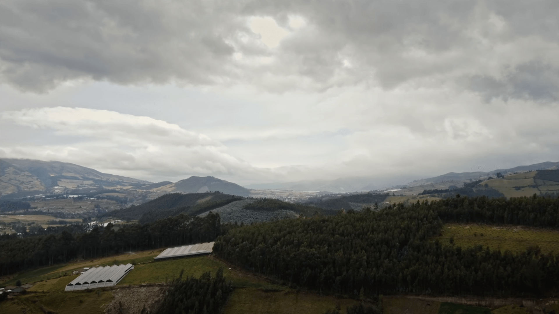 Розы от плантации Cantiza, Эквадор - стоит ли их закупать?