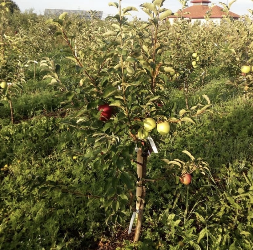Саженец многосортовой яблони в питомнике “Дерево-Сад”