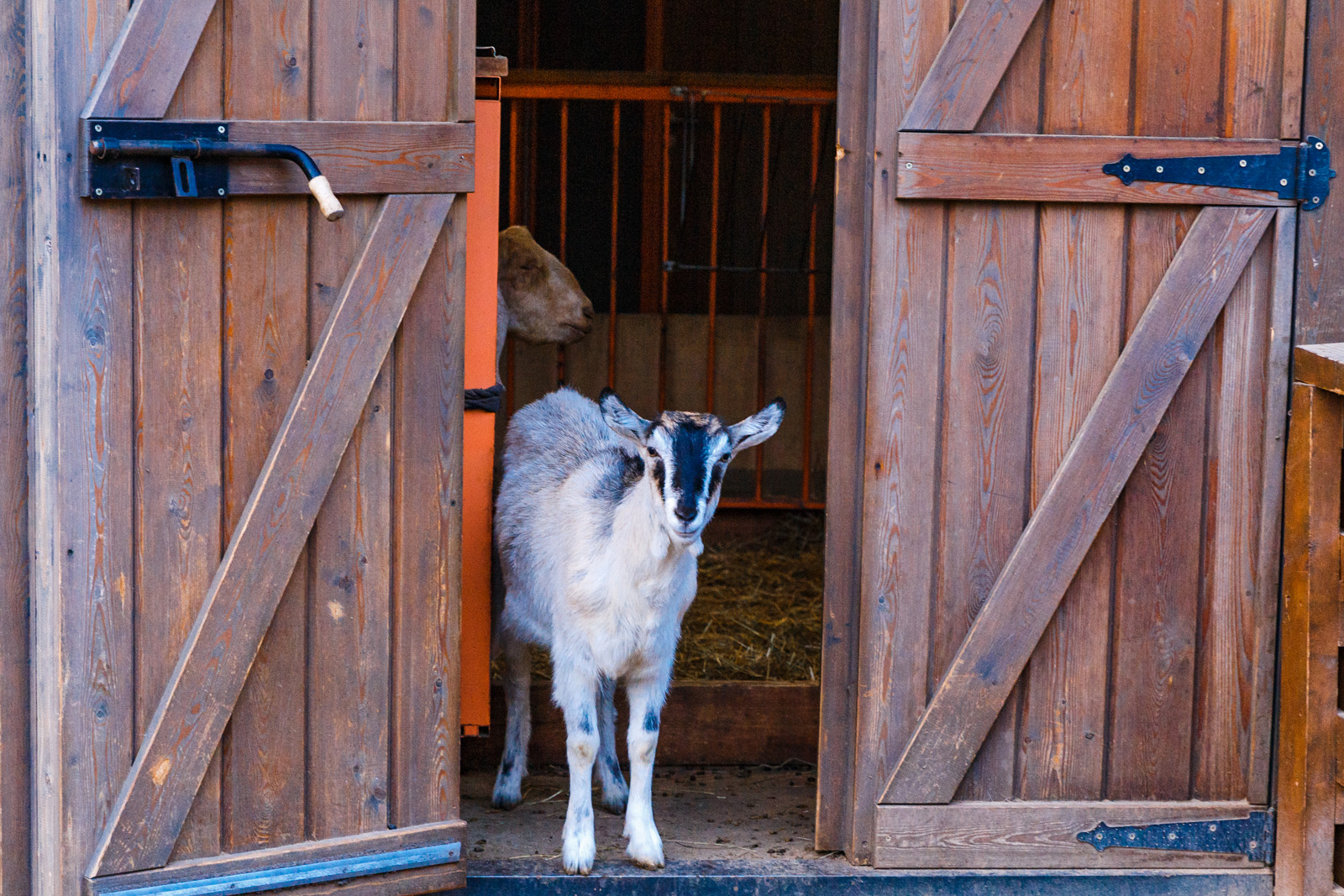 Городская ферма на ВДНХ