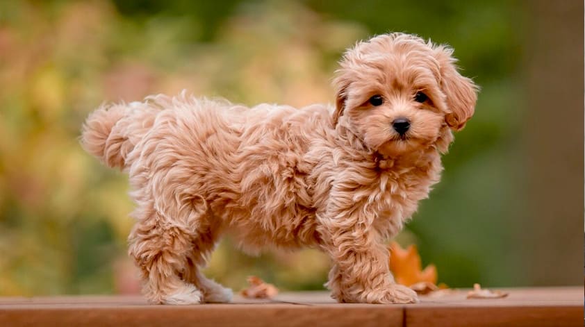 щенки мальтипу