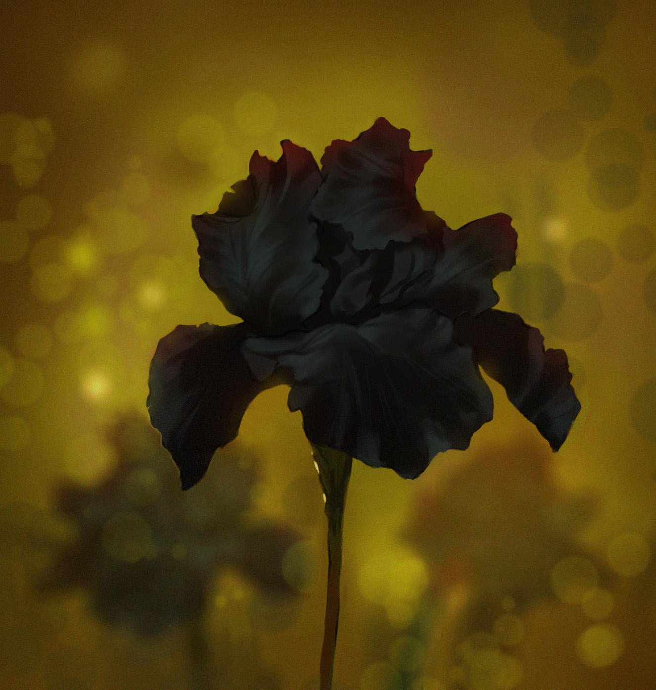 Velvety Lucienne Iris