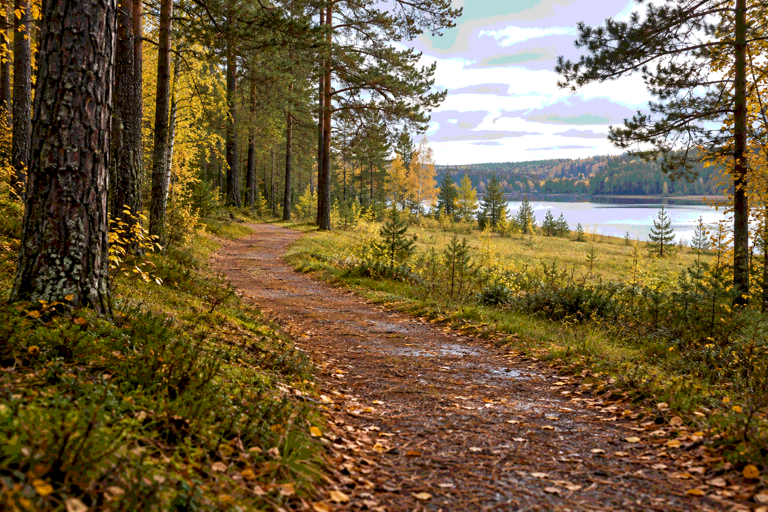 ИИ-иллюстрация: условная лесная дорожка с видом на озеро вдали