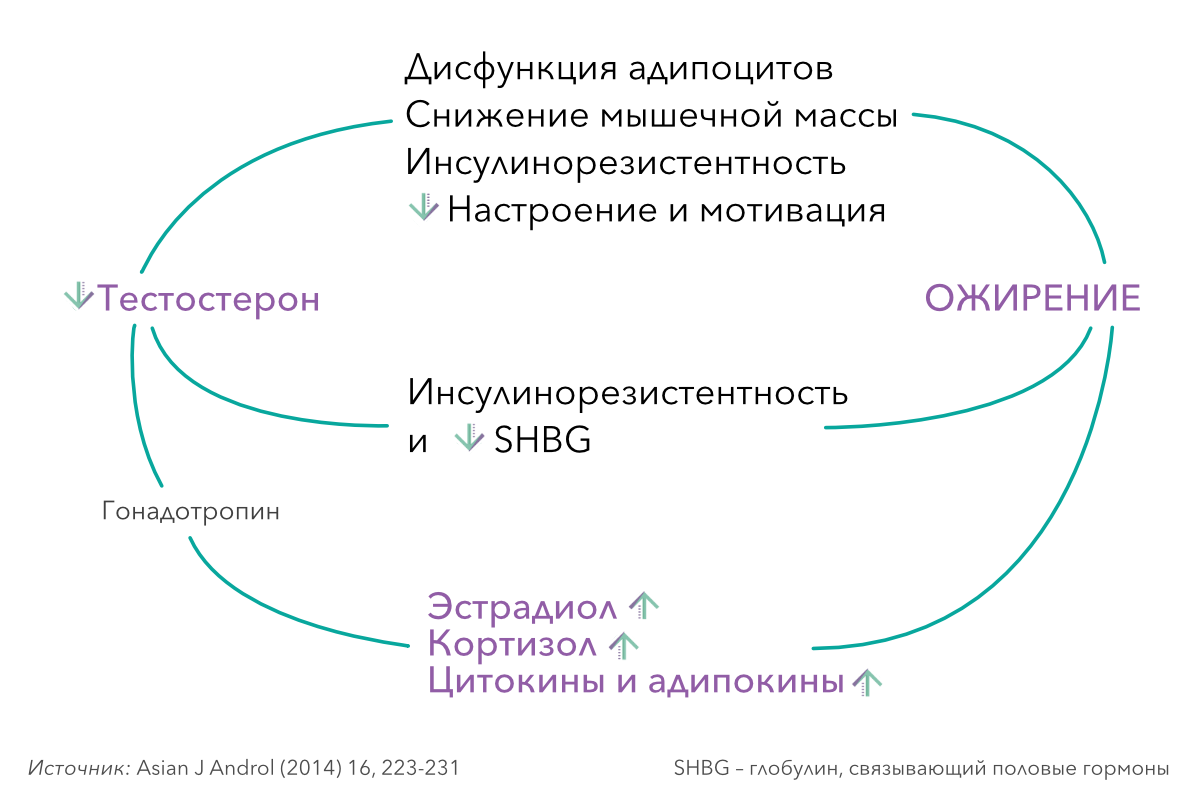 Ожирение, метаболический синдром и импотенция