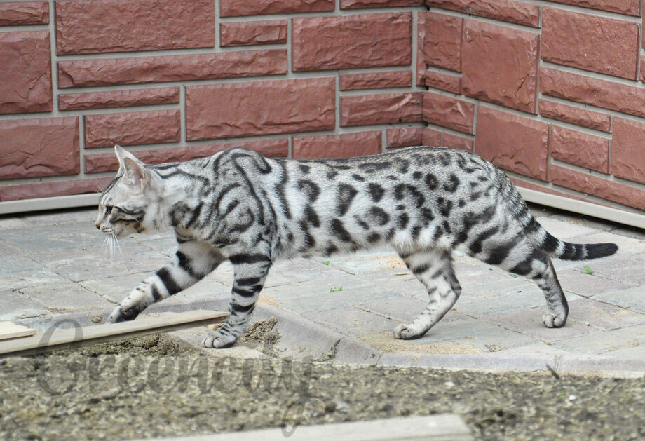 Бенгальская кошка: о породе