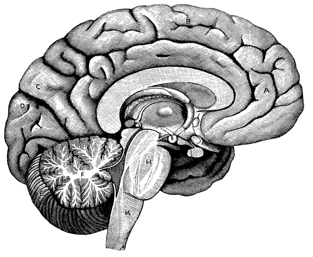 Головной мозг в разрезе