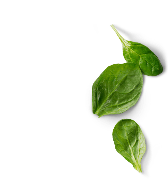 базилик листья. листья мяты вид сверху. базилик на белом фоне. листок мяты. лист сверху.