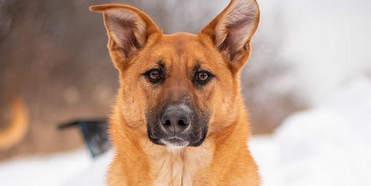 Заманчивая собака Ириска ищет дом ??• ? •`?