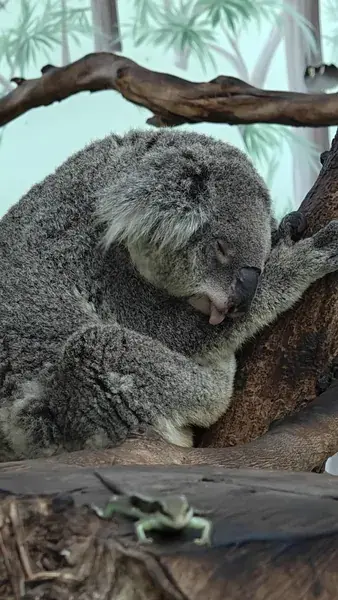 Коала спит на дереве