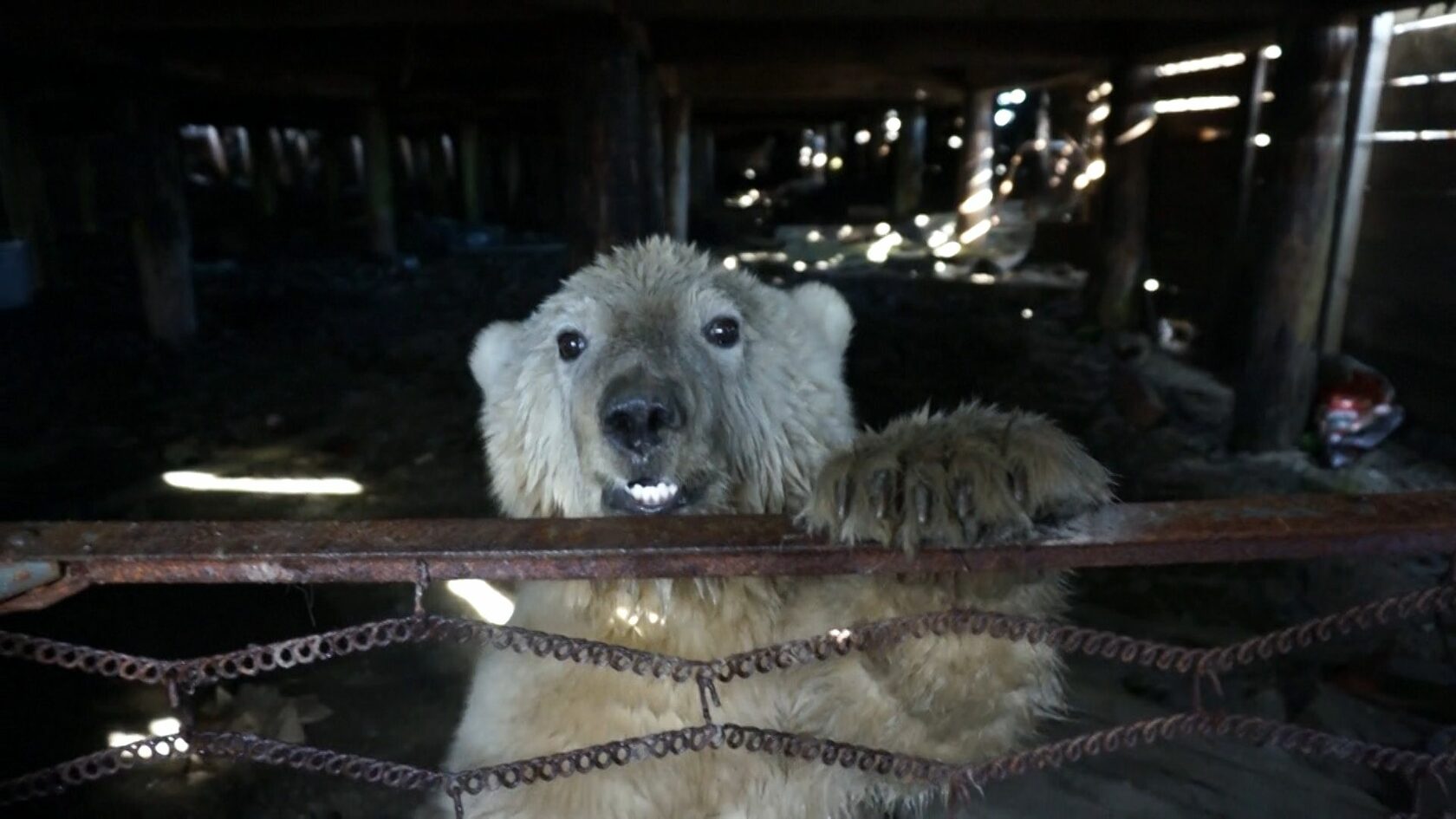 можно приручить белого медведя
