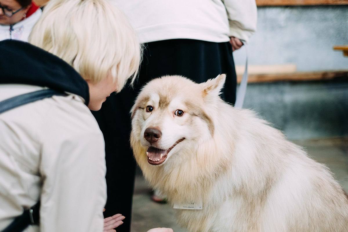 Добрая выставка на Хлебозаводе: собаки и кошки из приютов ждут хозяев 22 февраля