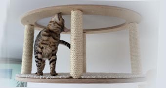 когтеточки комплексы