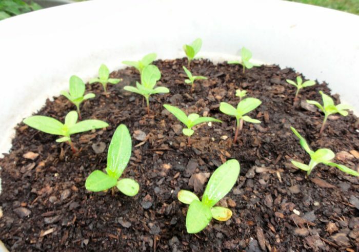 Выращивание цинии из семян