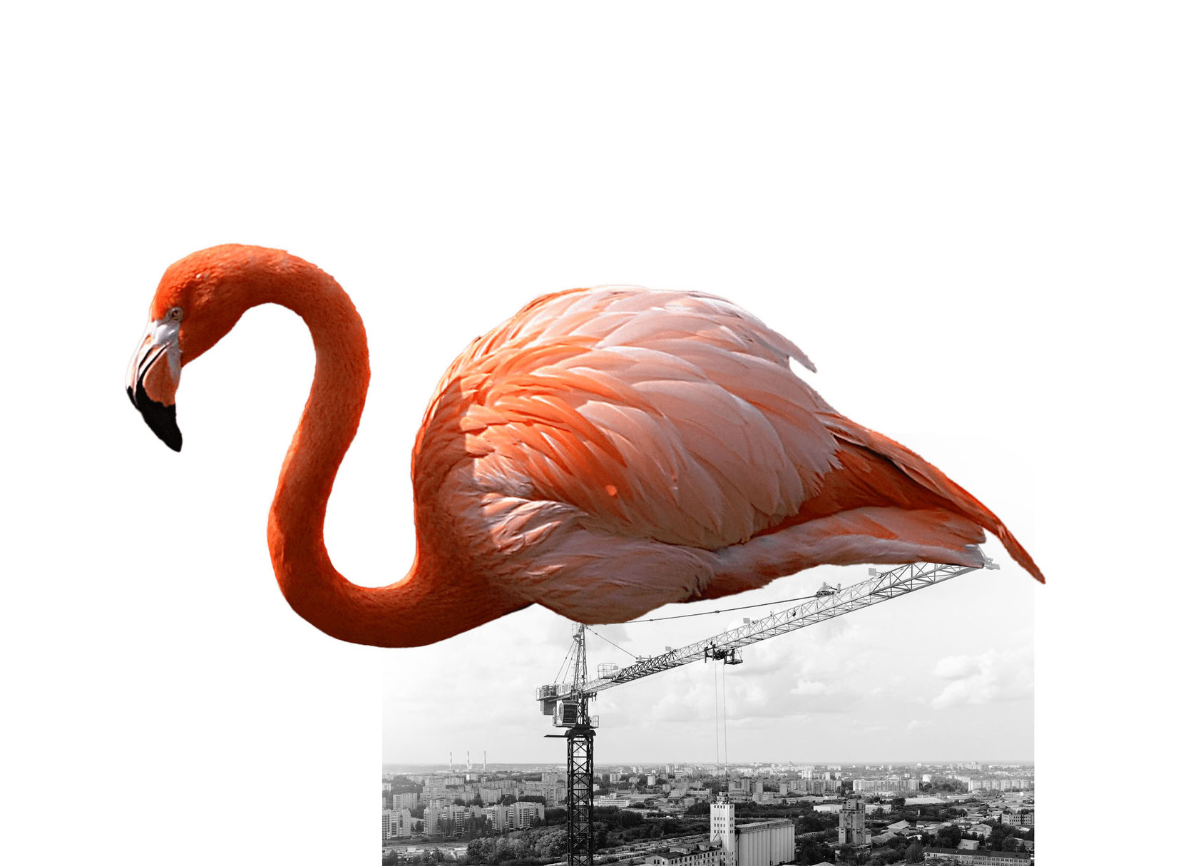 Flamingo | ZAAZ architects