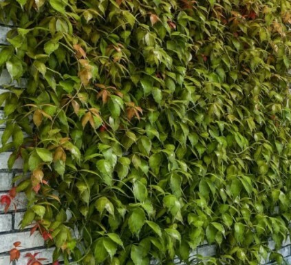 виноград амурский на стене