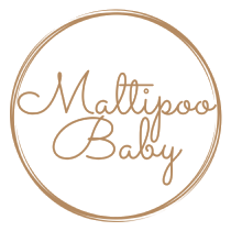 Логотип maltipoo baby