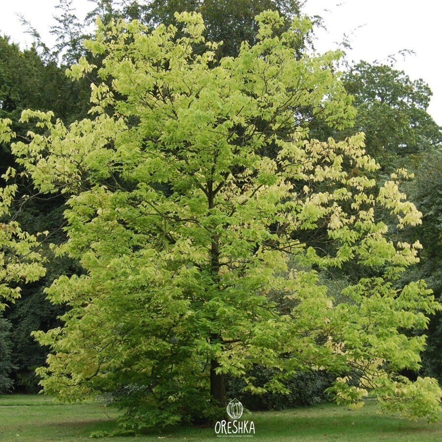 Seeds of Northern hackberry (Celtis occidentalis)