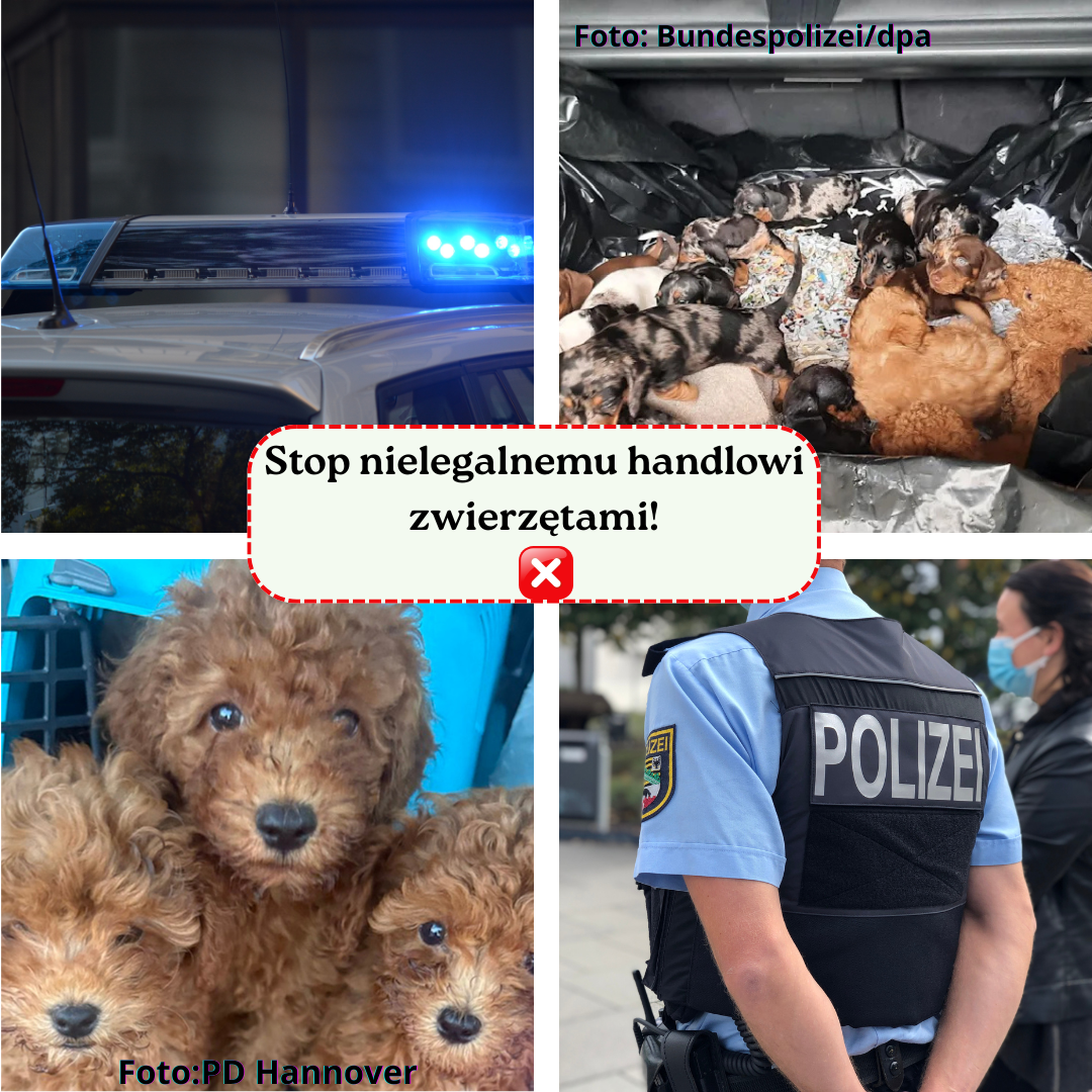 Puppies found in plastic boxes during illegal transport across Germany in June 2025