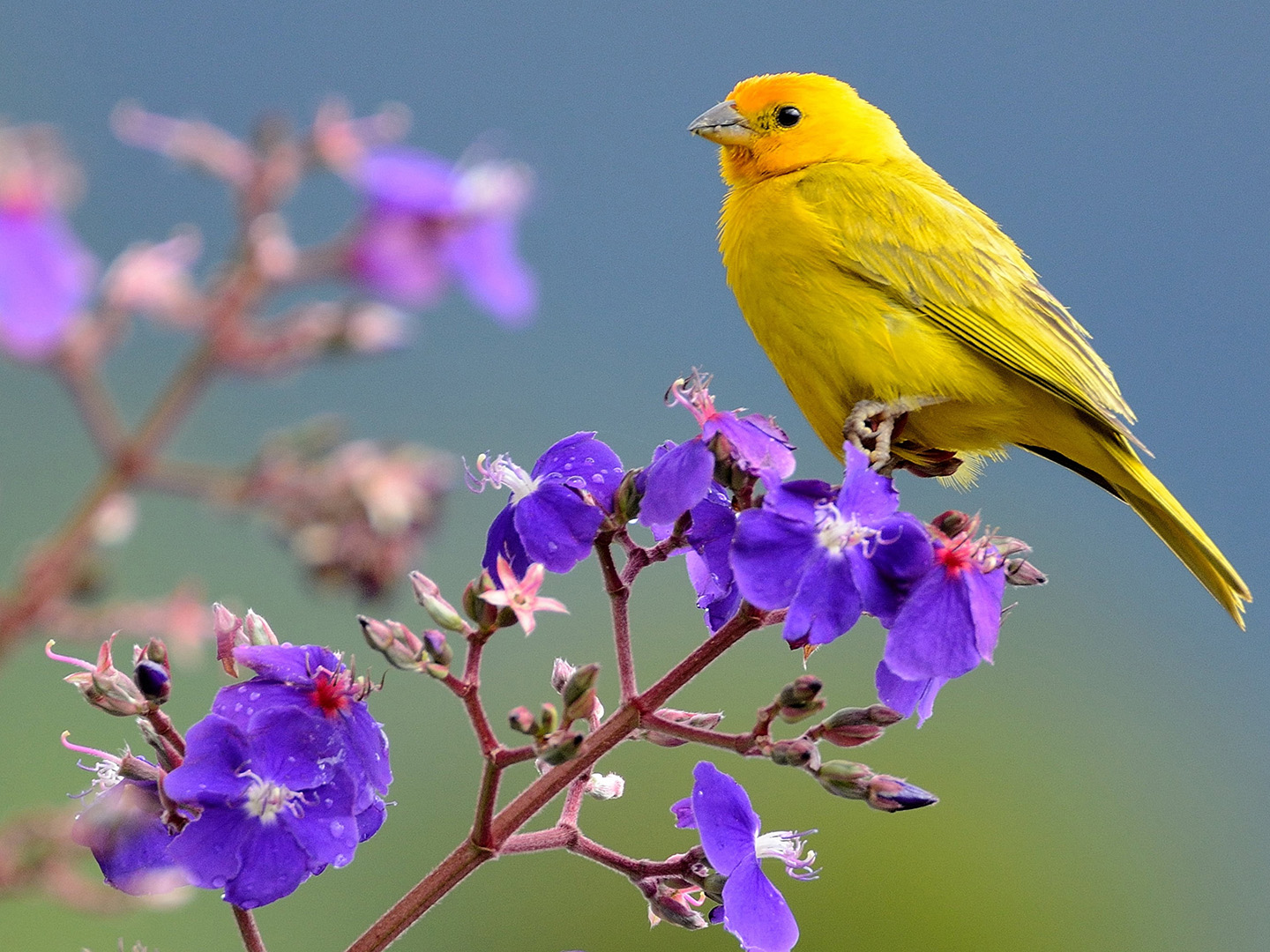 Канареечный жёлтый цвет, тренд сезона 2025–2026, яркий солнечный оттенок для одежды и маникюра.