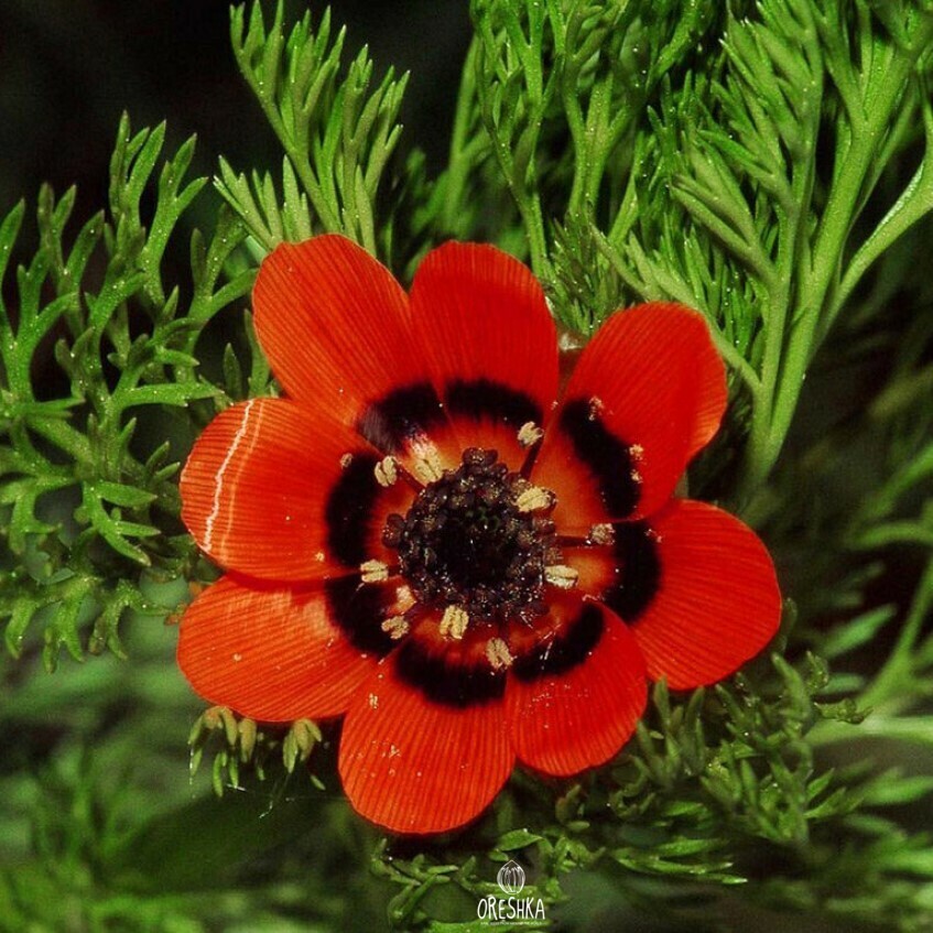 Seeds of Summer Adonis (Summer Pheasant's Eye) (Adonis aestivalis) — 30 pcs