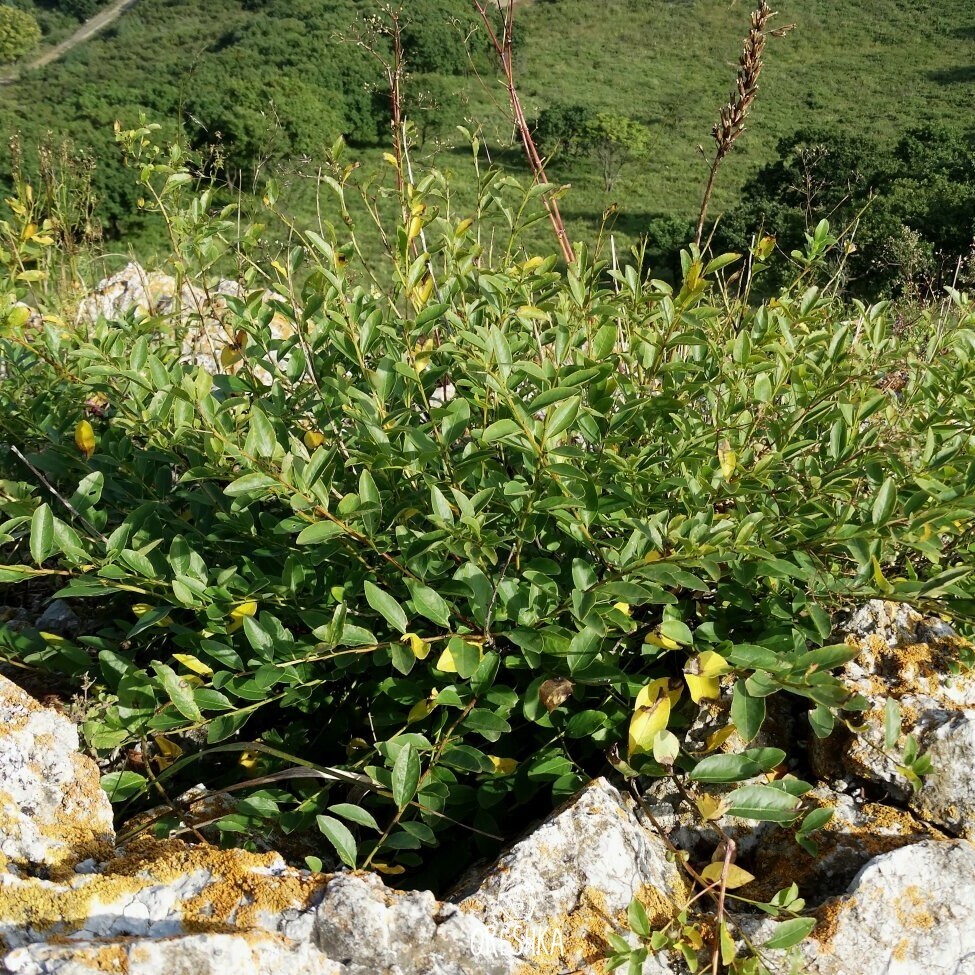 Seeds of Securinega (Flueggea suffruticosa)