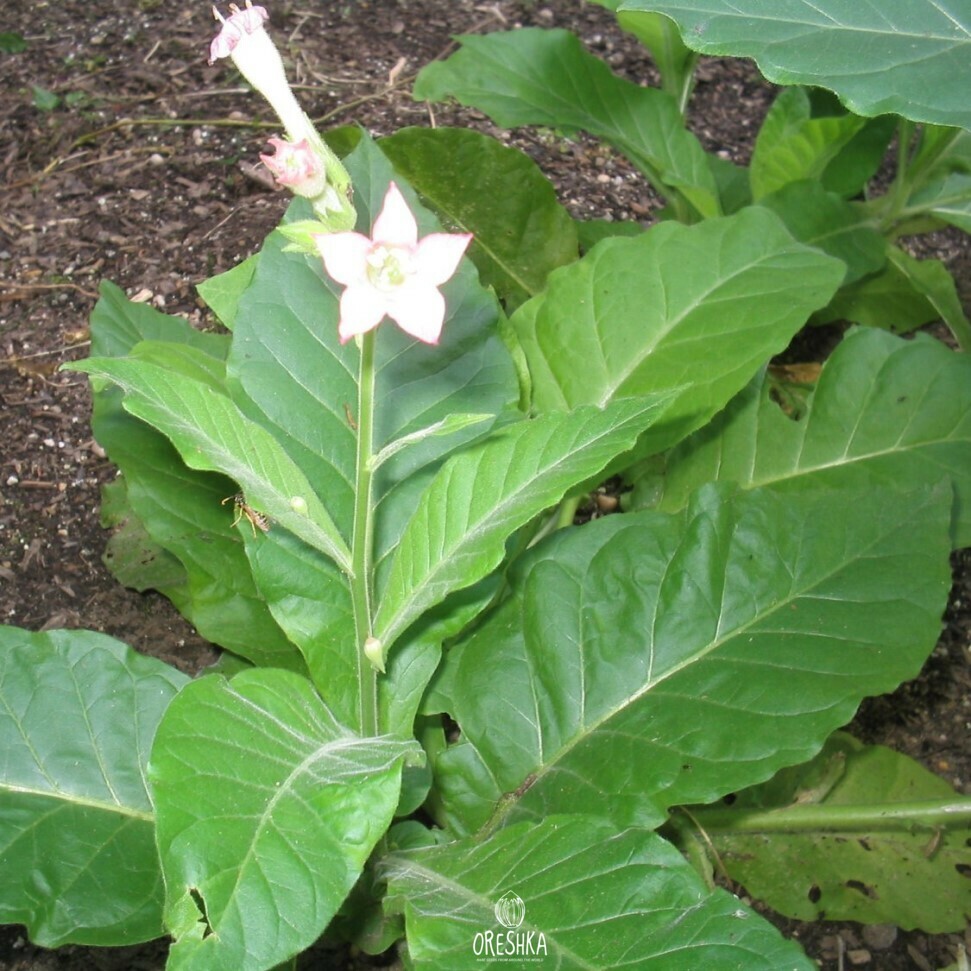 madole tobacco seeds Tobacco Madole Dark fresh seeds, Nicotiana tabacum