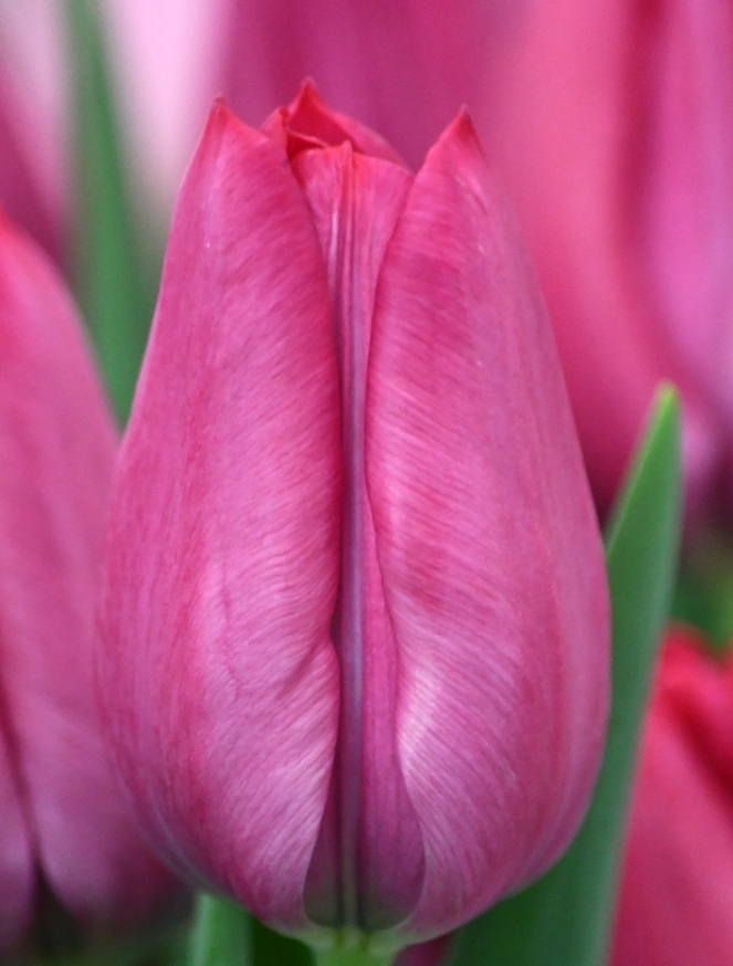 Тюльпан свит рози фото и описание