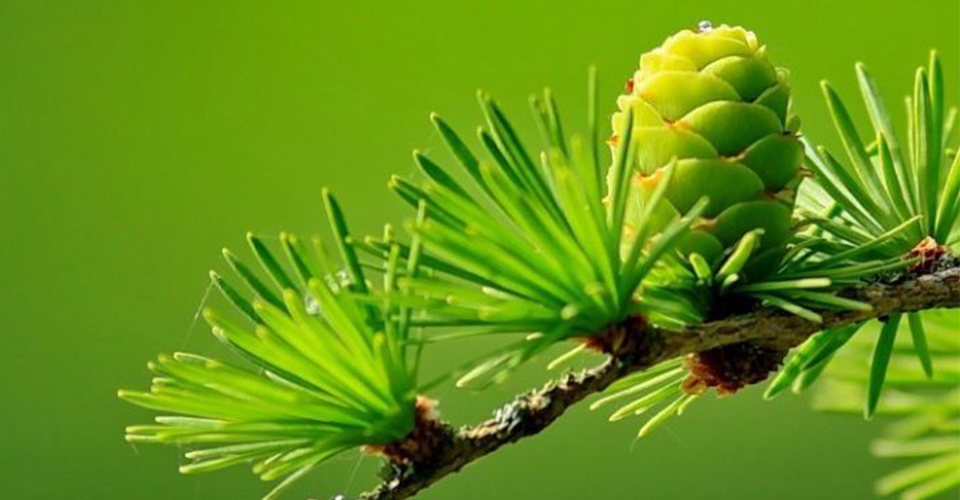 Дигидрокверцетин лиственницы. Дигидрокверцетин таб 25мг №60. Флавоноид из лиственницы сибирской. Дигидрокверцетин лиственницы сибирской. Дигидрокверцетин лиственница.