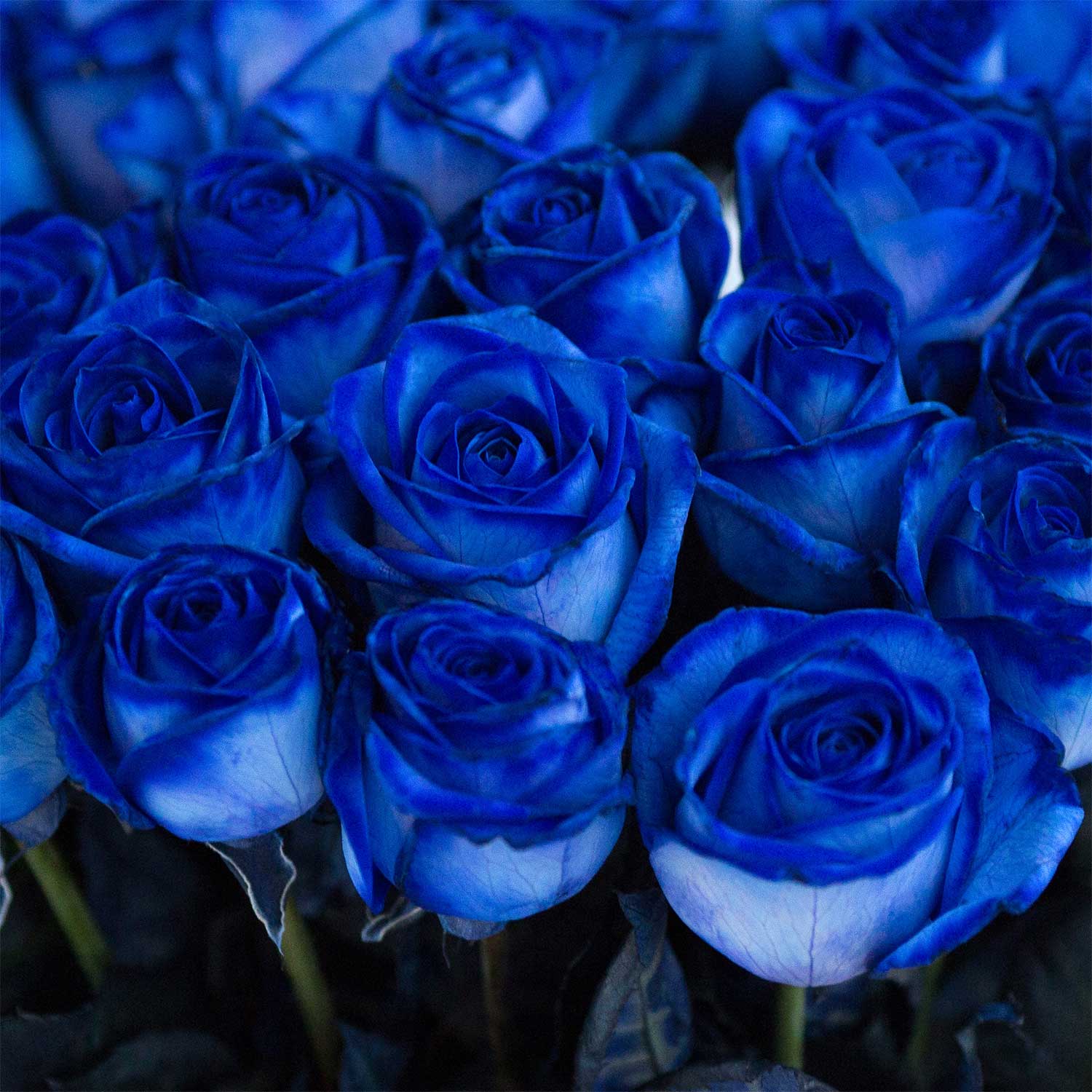 Синие розы 5 штук