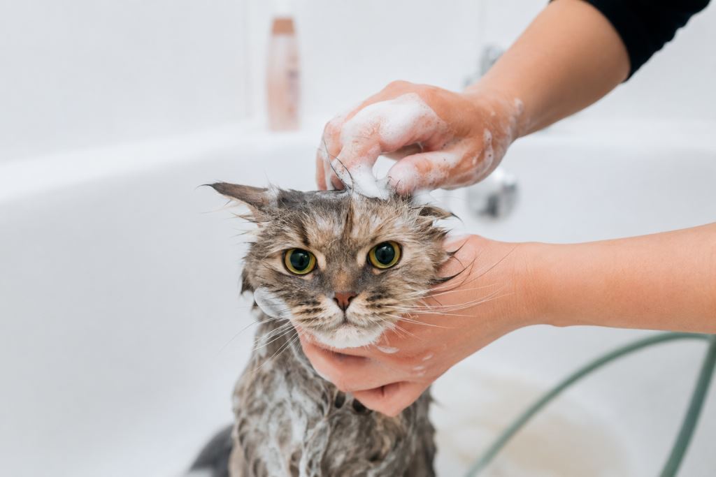 безопасно искупать кошку
