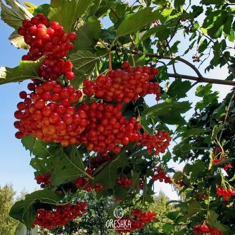 Shrub Fruit Seeds — Oreshka Seeds