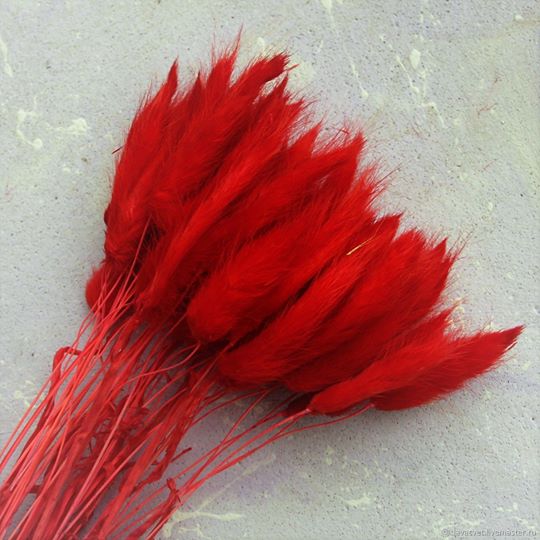 лагурус купить